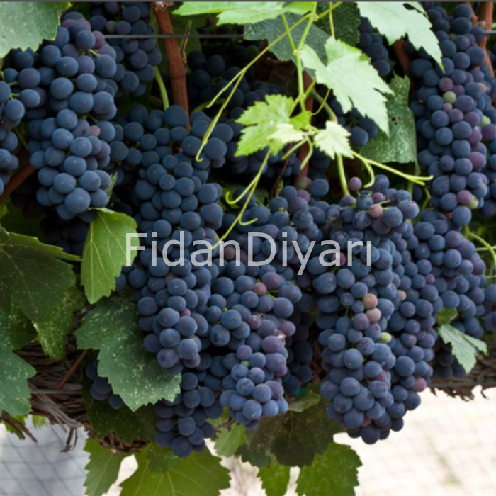 Şiraz (Syrah) Üzüm Fidanı, Saksılı