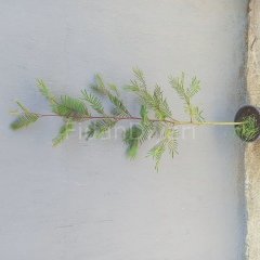 Mimoza Ağacı Acacia dealbata Mimosa, 100-120 cm, Saksılı