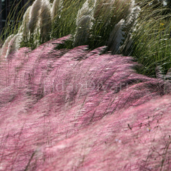 Pembe Pamuk Şekeri Çimi, MUHLENBERGIA CAPILLARIS, Saksıda