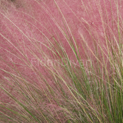 Pembe Pamuk Şekeri Çimi, MUHLENBERGIA CAPILLARIS, Saksıda