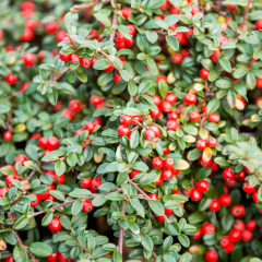 Dağ Muşmulası Cotoneaster Küçük Yapraklı 70-80 cm, Saksılı