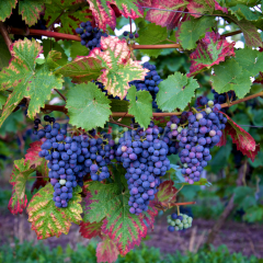 Cabernet Sauvignon Üzüm Fidanı, Saksılı/Tüplü