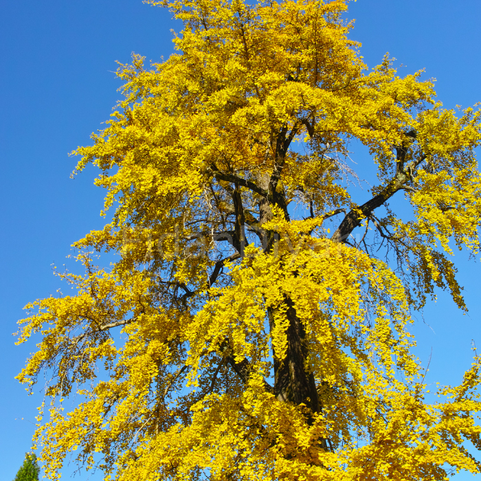 Mabet Ağacı Ginkgo Biloba Fidanı, 20-30 cm, Saksılı