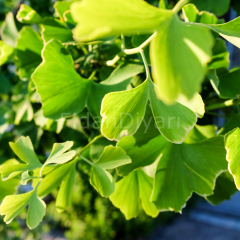 Mabet Ağacı Ginkgo Biloba Fidanı, 20-30 cm, Saksılı