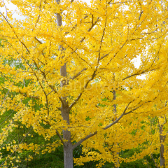 Mabet Ağacı Ginkgo Biloba Fidanı, 20-30 cm, Saksılı