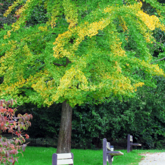 Mabet Ağacı Ginkgo Biloba Fidanı, 20-30 cm, Saksılı