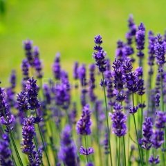 Lavandula angustifolia Lavanta Çiçeği, 40-50 cm,Tüplü/Saksılı