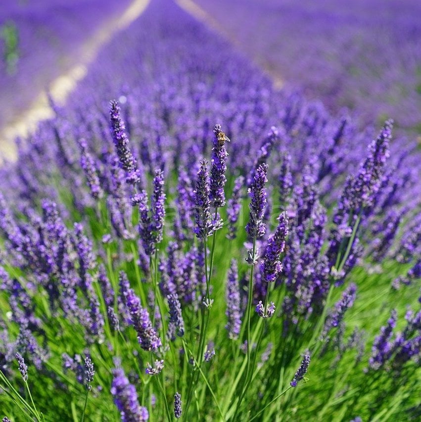 Lavandula angustifolia Lavanta Çiçeği, 40-50 cm,Tüplü/Saksılı