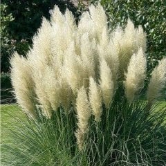 Pampas Otu Fidesi Cortaderia Selloana Saz Püskülü, 80-100 cm, Saksılı