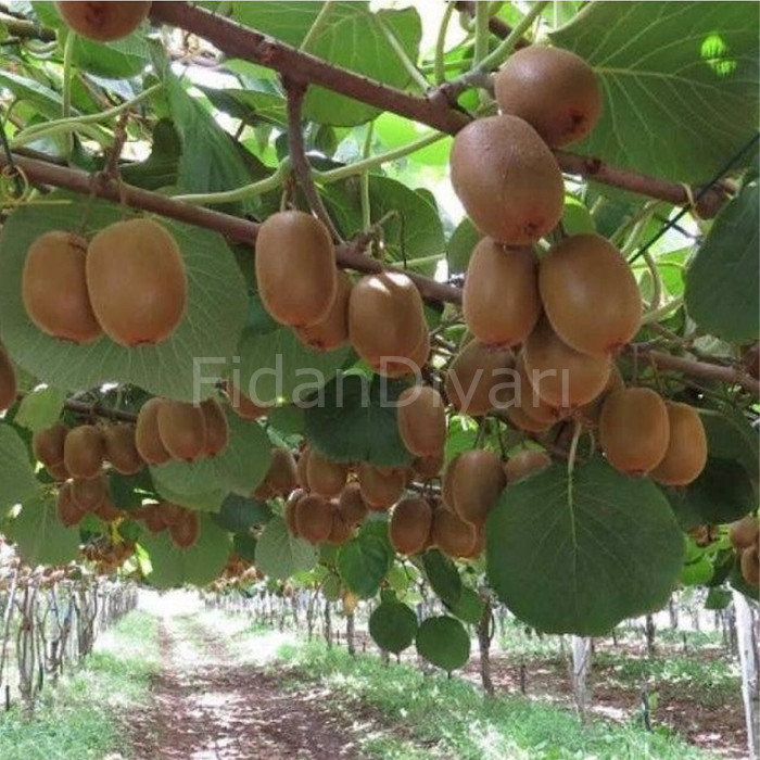 2 Adet Hayward Kivi Fidanı (Dişi ve Erkek), 80-100 cm, Tüplü/Saksılı