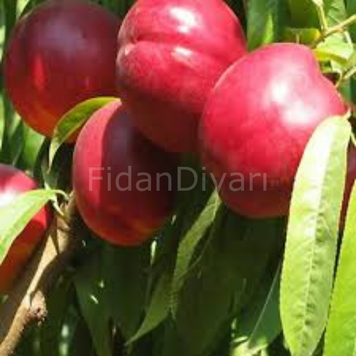 Venüs Nektarin Fidanı 120-160 cm,4 Yaş Saksılı