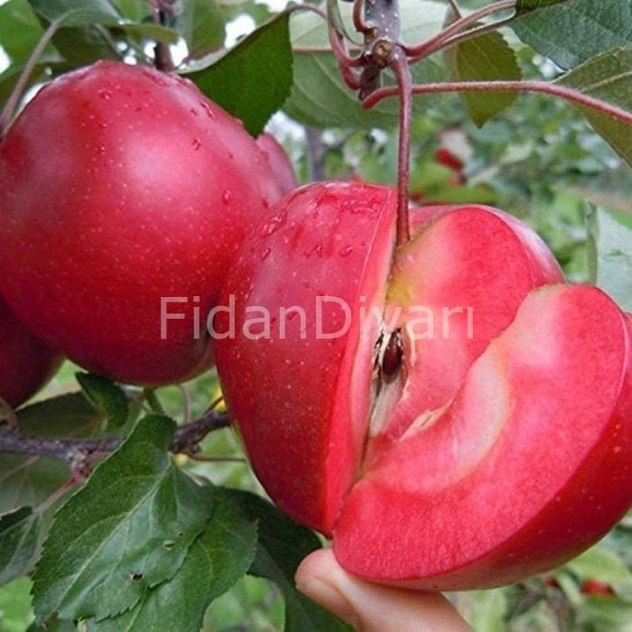 İçi Dışı Kırmızı  Elma Fidanı 80-120 cm,2 Yaş Tüplü/Saksılı