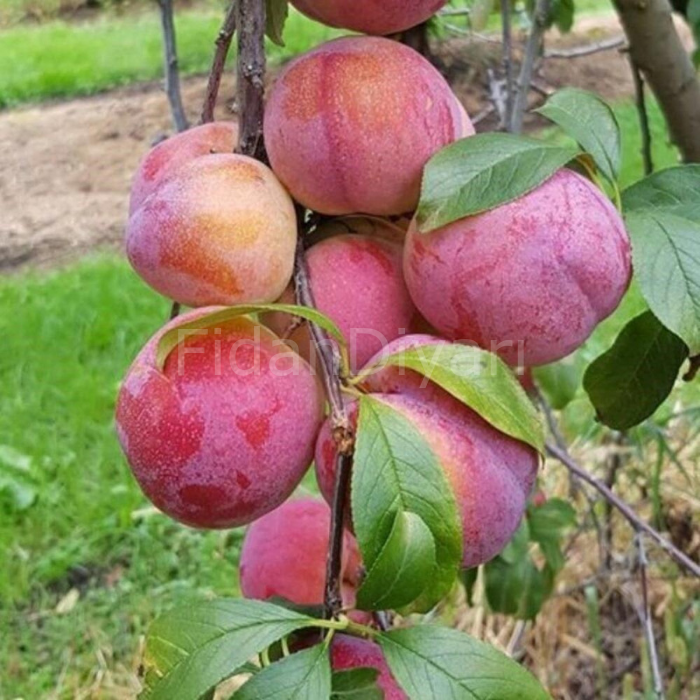 Açık Köklü Formosa Erik Fidanı