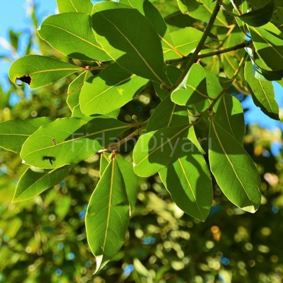 Laurus nobilis Defne Fidanı, 120+ cm, 3 Yaş, Tüplü/Saksılı