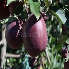 Jeromine elma Fidanı 80-120 cm,Tüplü/Saksılı