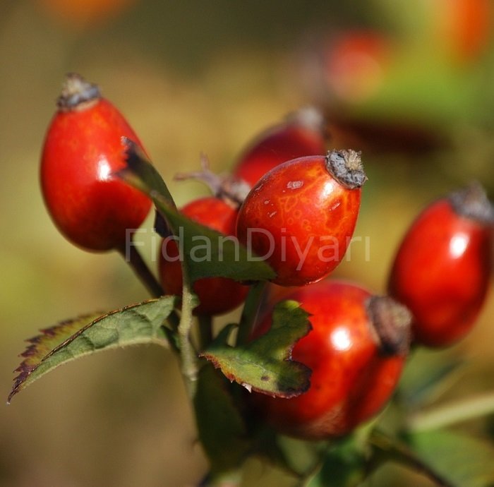 Rosa Canina Inermis Kuşburnu Fidanı, 60-80 cm Tüplü/Saksılı