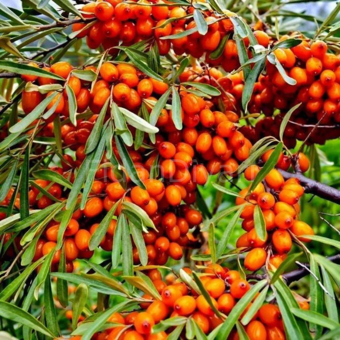 Hippophae Rhamnoides Yalancı Yabani İğde Fidanı, Tüplü/Saksılı