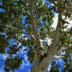 Batı Çınarı Ağacı, 60-80 cm, Tüplü/Saksılı