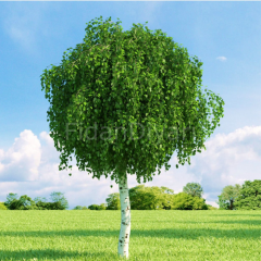 Huş Ağacı, 20-30 cm, Tüplü/Saksılı