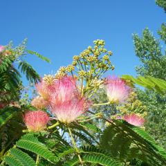 Gülibirşim (Albızıa julibrissin) Ağacı, 20-30 cm, Tüplü/saksılı