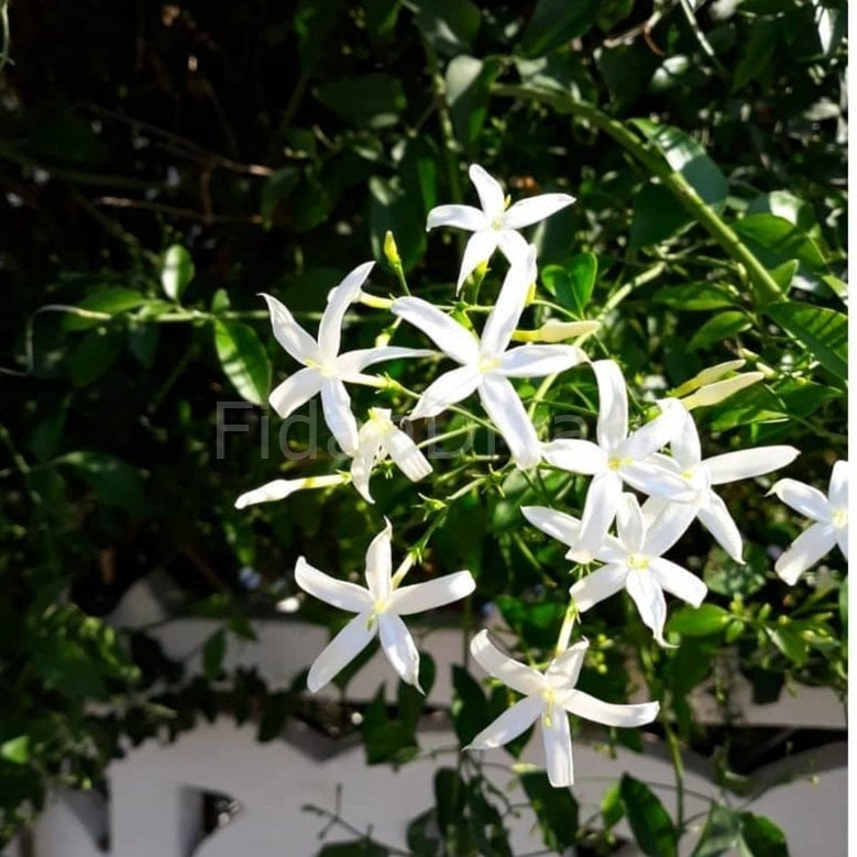 Jasminum Azoricum Lemon Limon Kokulu Yasemin (70-80 cm)