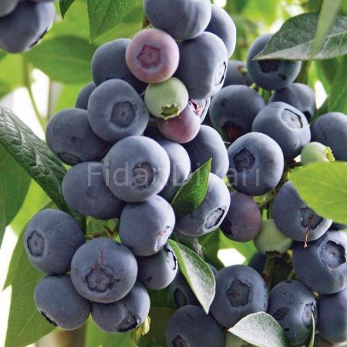 Brigitta Yaban Mersini Blueberry, 40-50 cm, Tüplü/Saksılı