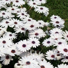 African Daisy, Beyaz Afrika Papatyası Çiçeği, Tüplü/Saksılı