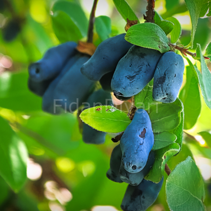 Saksılı Bal Yemişi (Honeyberry Atut ) Fidanı, 10-15 cm