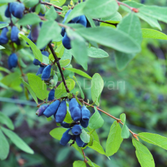 Sinoglaska Bal Yemişi (Honeyberry ) Fidanı, 10-15 cm, Tüplü/Saksılı