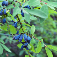 Wojtek Bal Yemişi (Honeyberry ) Fidanı, 10-15 cm,