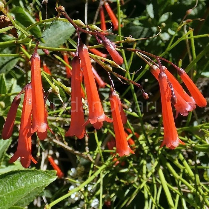 Mercan çiçeği (Russelia Equisetiformis), Kırmızı, 40-50 cm, Saksılı