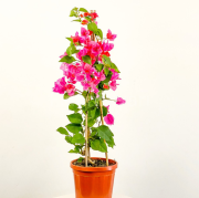 Pembe Piramit Begonvil  (Bougainvillea Alexandra)