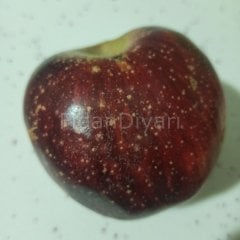 Arapkızı Elma Fidanı200 cm, 5-6 Yaş, Saksılı