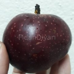 Arapkızı Elma Fidanı200 cm, 5-6 Yaş, Saksılı