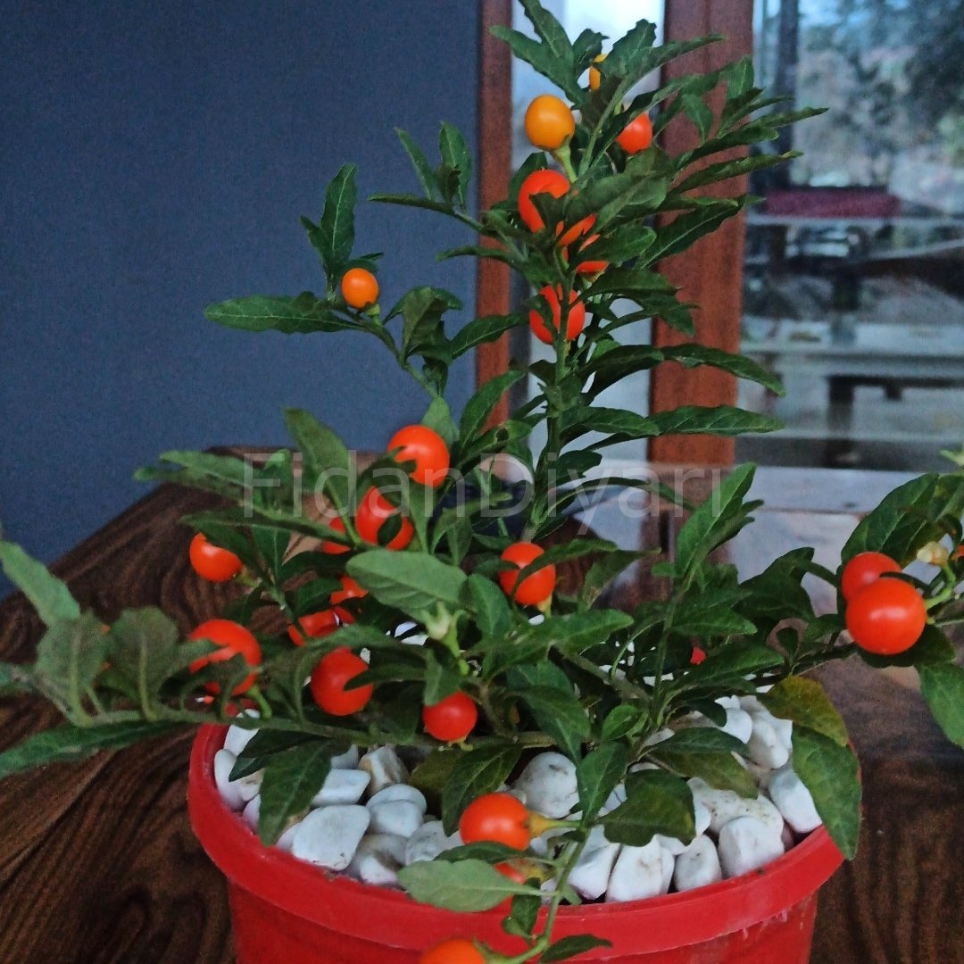 Kırmızı Kudüs Kirazı Solanum Bitkisi, Tüplü/Saksılı