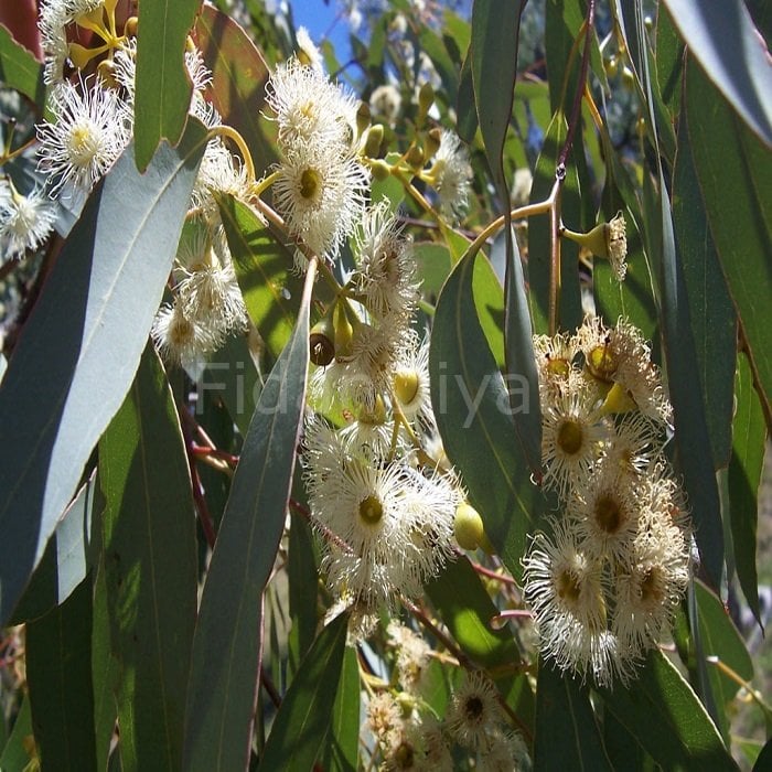 Okaliptus Ağacı Fidanı 80-120 cm, Tüplü/Saksılı
