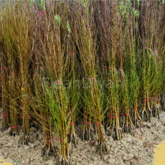 Açık Köklü 10 Adet Spring Grass (Erkenci) Şeftali Fidanı, 3 Yaş