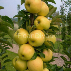 Super Golden Delicious Elma Fidanı 120-150 cm, Tüplü/Saksılı