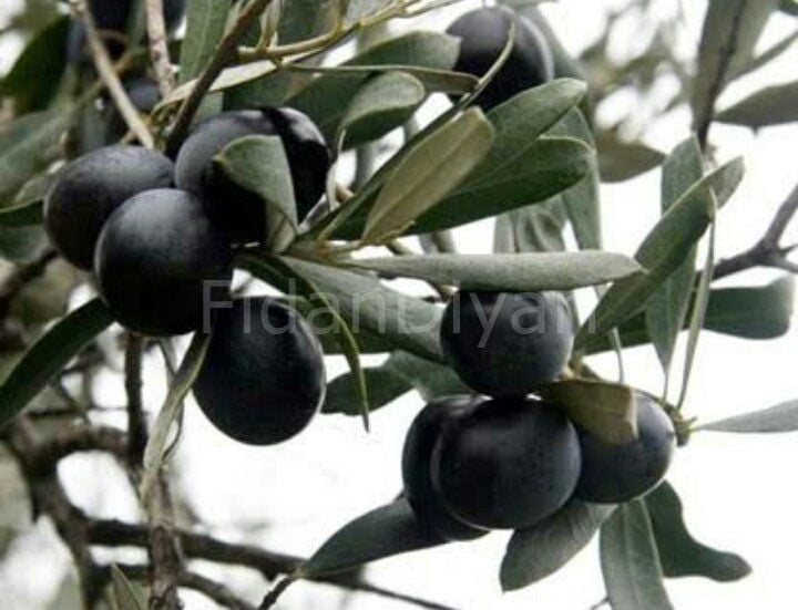 3 Adet Gemlik (Trilye) Zeytin Fidanı 120-150 cm, Tüplü/Saksılı