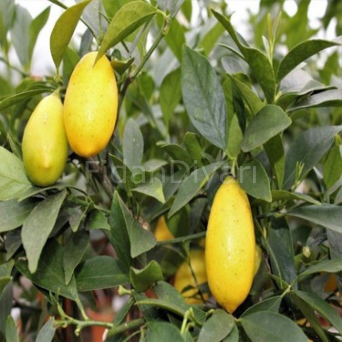 Limequat Limon Ağacı Fidanı Üzeri Meyveli, Saksılı, 4 Yaş