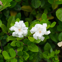 Gardenya Çiçeği, Beyaz, 30-40 cm, Saksılı