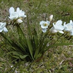 Frezya Çiçeği, Beyaz, 30-40 cm, Saksılı