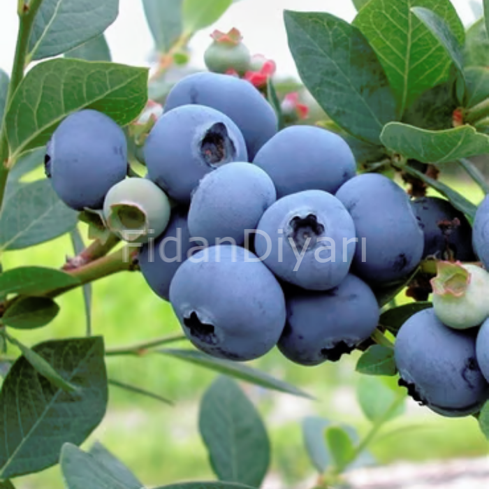 Legacy Yaban Mersini Blueberry, 20-30 cm Tüplü/Saksılı