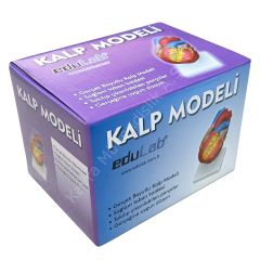 KALP MODELİ KÜÇÜK