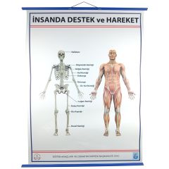 DESTEK VE HAREKET SİSTEMİ (İSKELET) LEVHASI