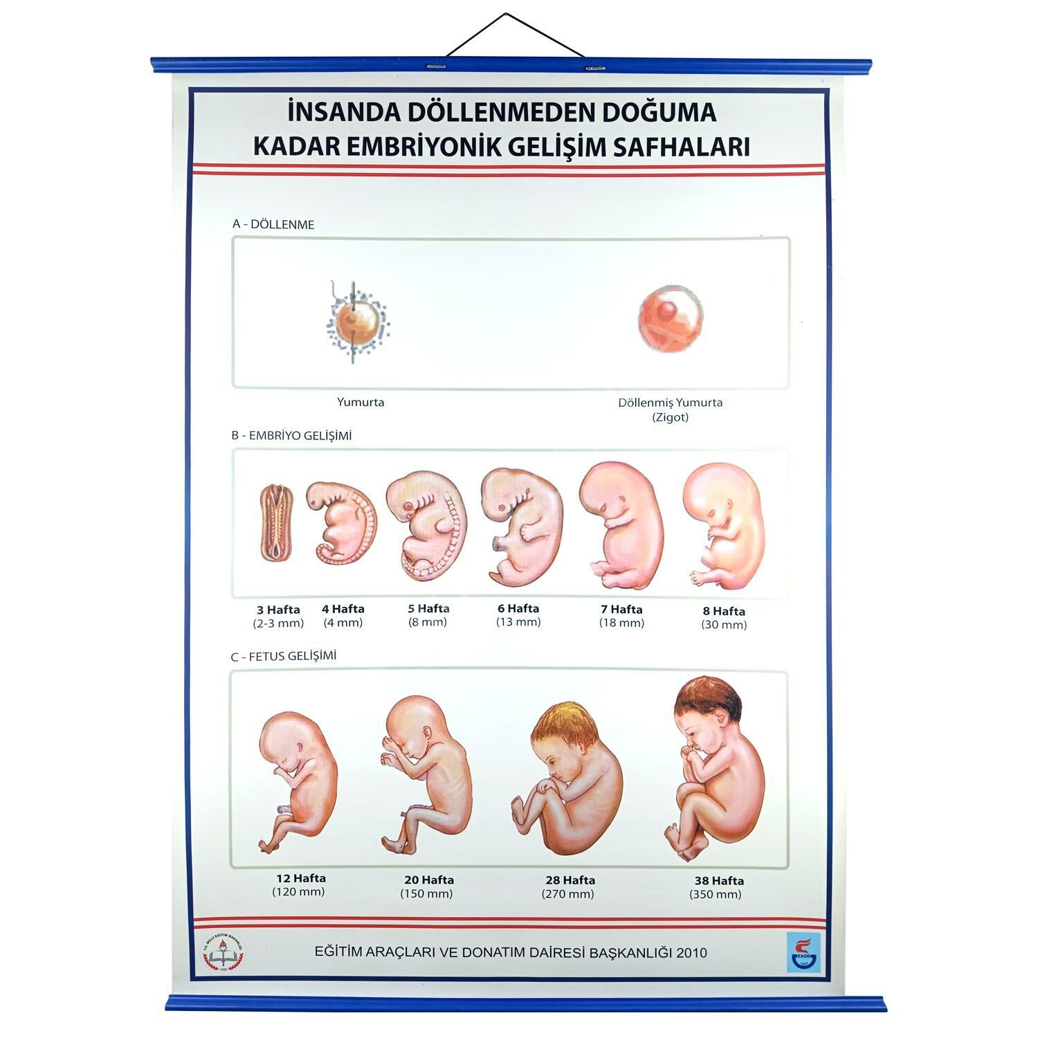 İNSANDA DÖLLENMEDEN DOĞUMA EMBRİYONİK GEL. SAFH. LEV.