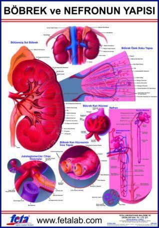 Nefronun Yapısını Gösteren Eğitim Plakası