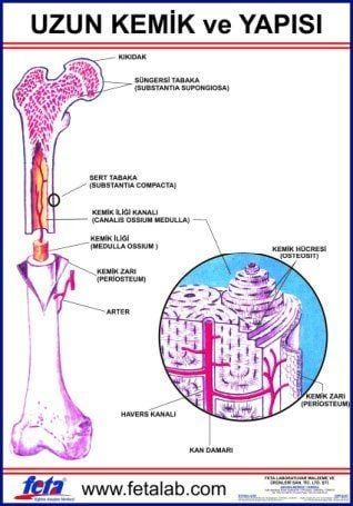 Uzun Kemiğin Yapısını Gösteren Eğitim Plakası