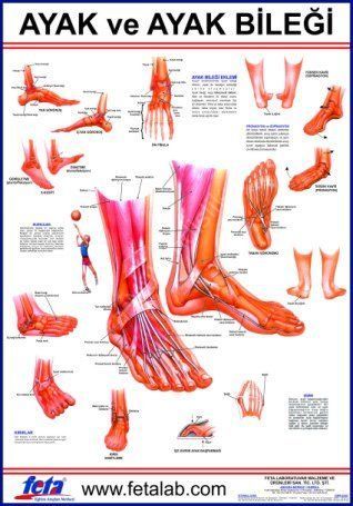Ayak Ve Ayak Eklemi Eğitim Plakası