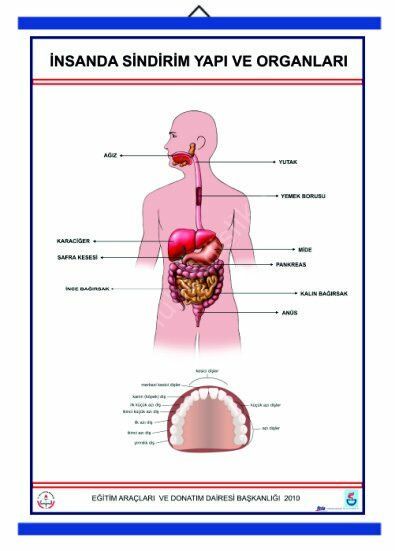 İNSANDA SİNDİRİM VE YAPI ORGANLARI